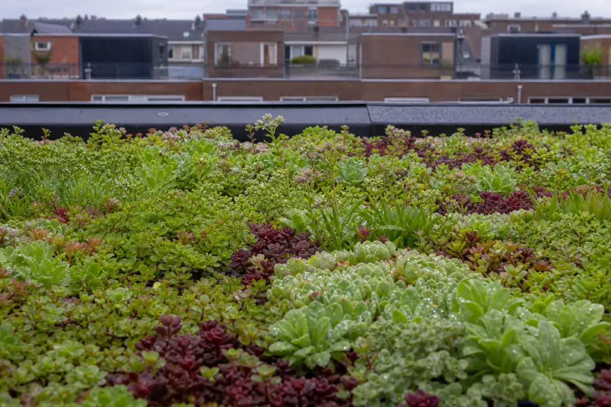 Groen dak aanleggen: kosten en effect op wateroverlast